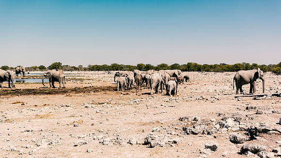 Elephants - Etosha