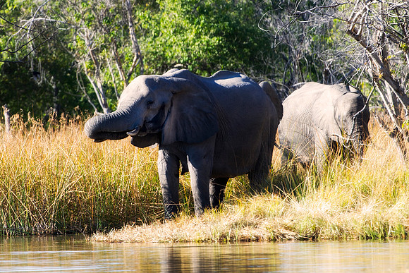Africa, Africa, Africa, Botswana, Botswana, Chobe, Dumbo, India, Kenya, Kenya, Mara, Masai, Moremi, Namibia, Namibia, Savuti, South, South, Tanzania, Tanzania, Zambia, Zimbabwe, ears, elephant, elepha