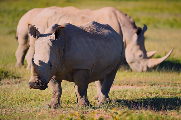 Africa, Bertazzoni, Botswana, India, Kenya, Namibia, Nikon, "South Africa", Tanzania, Zimbabwe, "black & white", "black rhino", "chinese medicine", details, holiday, horn, hunting, muscles, poaching,