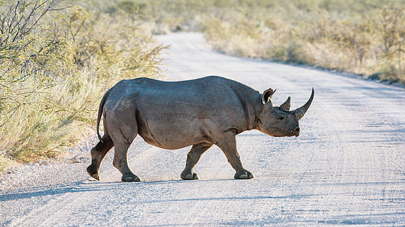 Black Rhino