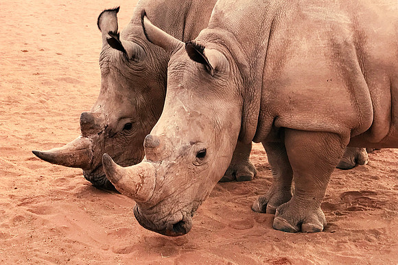 White Rhinos
