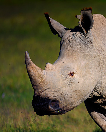Africa, Bertazzoni, Botswana, India, Kenya, Namibia, Nikon, "South Africa", Tanzania, Zimbabwe, "black rhino", "chinese medicine", details, holiday, horn, hunting, poaching, safari, structure, zoo, po