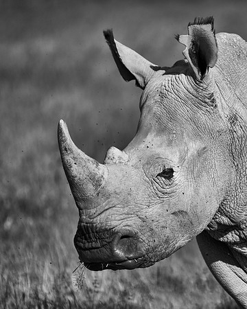 Africa, Bertazzoni, Botswana, India, Kenya, Namibia, Nikon, "South Africa", Tanzania, Zimbabwe, "black rhino", "chinese medicine", details, holiday, horn, hunting, poaching, safari, structure, zoo, po