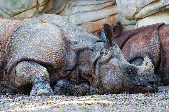 "asian rhino", rhino, horns, poaching, Asia, India, Bertazzoni, Nikon, rewsting, zoo, safari, trophy, skin, details,