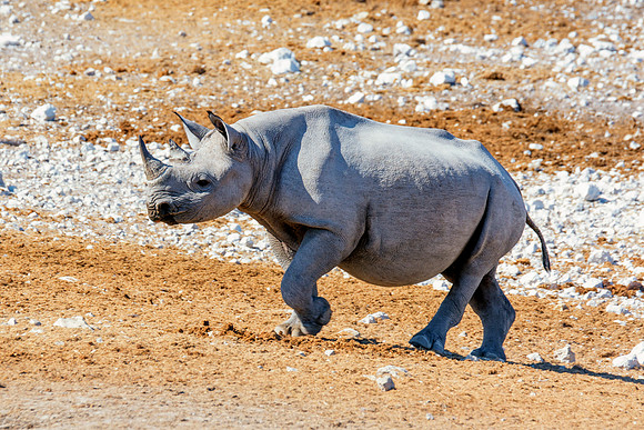 Africa, Bertazzoni, Botswana, India, Kenya, Namibia, Nikon, "South Africa", Tanzania, Zimbabwe, "black & white", "black rhino", "chinese medicine", details, holiday, horn, hunting, muscles, poaching,