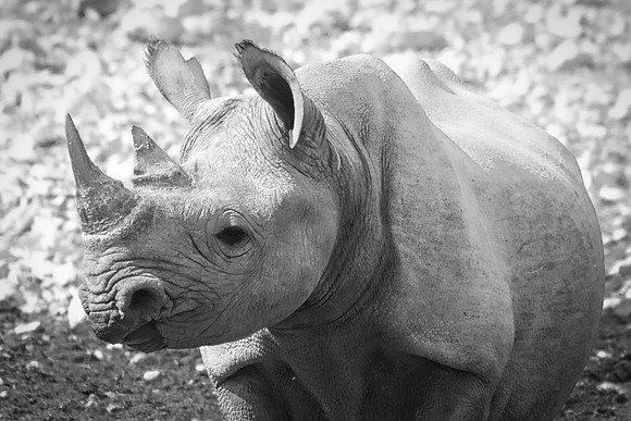 Africa, Bertazzoni, Botswana, India, Kenya, Namibia, Nikon, "South Africa", Tanzania, Zimbabwe, "black & white", "black rhino", "chinese medicine", details, holiday, horn, hunting, muscles, poaching,