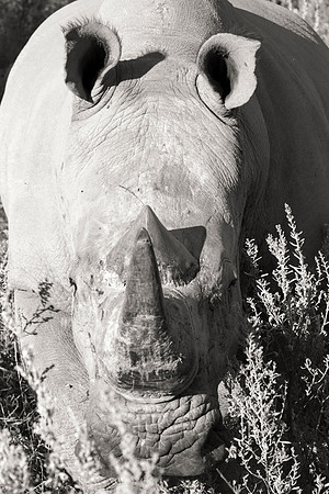 Africa, Africa, Botswana, India, Namibia, South, Zimbabwe, artistic, bertazzoni, "black & white", charge, horns, poaching, rhino, rhino, safari, savanna, "white rhino",  zoo
