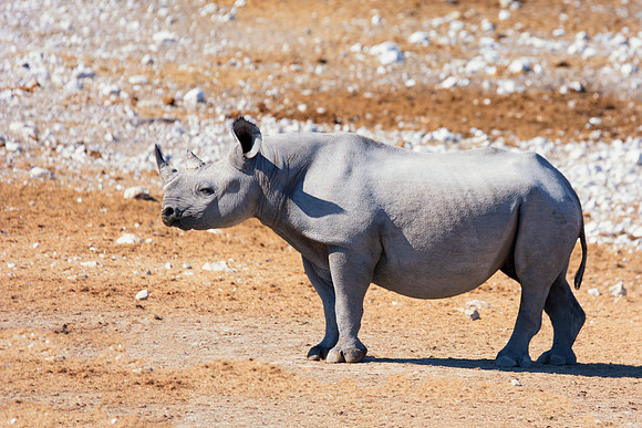 Africa, Bertazzoni, Botswana, India, Kenya, Namibia, Nikon, "South Africa", Tanzania, Zimbabwe, "black & white", "black rhino", "chinese medicine", details, holiday, horn, hunting, muscles, poaching,