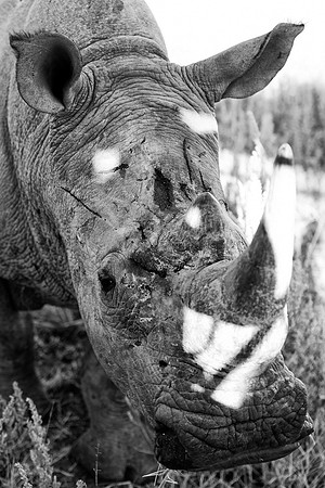Africa, Africa, Botswana, India, Namibia, South, Zimbabwe, artistic, bertazzoni, "black & white", charge, horns, poaching, rhino, rhino, safari, savanna, "white rhino",  zoo