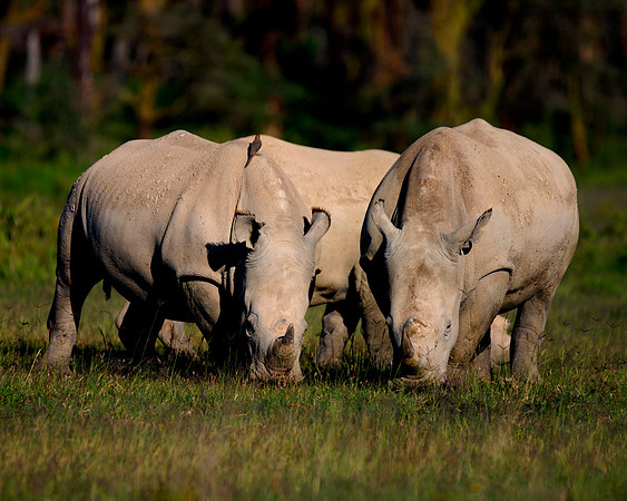 Africa, Bertazzoni, Botswana, India, Kenya, Namibia, Nikon, "South Africa", Tanzania, Zimbabwe, "black rhino", "chinese medicine", details, holiday, horn, hunting, poaching, safari, structure, zoo, po