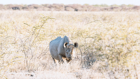 Black Rhino