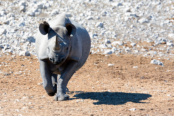 Africa, Bertazzoni, Botswana, India, Kenya, Namibia, Nikon, "South Africa", Tanzania, Zimbabwe, "black & white", "black rhino", "chinese medicine", details, holiday, horn, hunting, muscles, poaching,