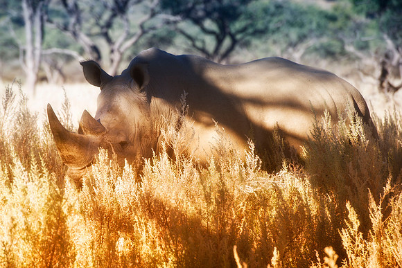 " white Rhino", poaching, Africa, horns, charge, " endangered species", Namibia, " South Africa", Zimbabwe, Botswana, Zambia, Kenya, Tanzania, savanna, safari, prairie, charging, safari, vacations, to