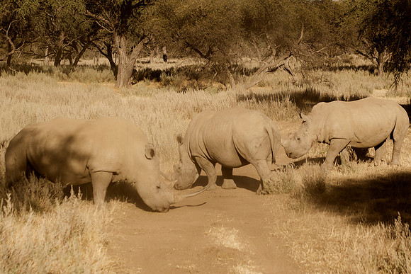 Africa, Botswana, Kenya, Namibia, "South Africa", Tanzania, Zambia, Zimbabwe, charge, charging, "endangered species", horns, poaching, prairie, safari, safari, savanna, tourism, vacations, "white Rhin