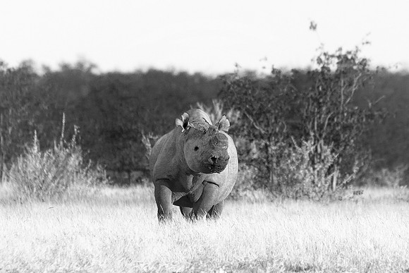 Africa, Bertazzoni, Botswana, India, Kenya, Namibia, Nikon, "South Africa", Tanzania, Zimbabwe, "black & white", "black rhino", "chinese medicine", details, holiday, horn, hunting, muscles, poaching,