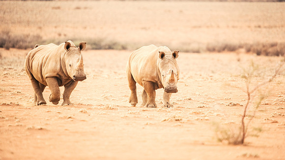 Rhinos