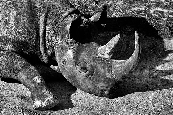 Africa, Bertazzoni, Botswana, India, Kenya, Namibia, Nikon, "South Africa", Tanzania, Zimbabwe, "black rhino", "chinese medicine", details, holiday, horn, hunting, poaching, safari, structure, zoo