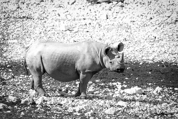 Africa, Bertazzoni, Botswana, India, Kenya, Namibia, Nikon, "South Africa", Tanzania, Zimbabwe, "black & white", "black rhino", "chinese medicine", details, holiday, horn, hunting, muscles, poaching,