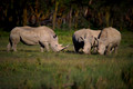 Rhinos