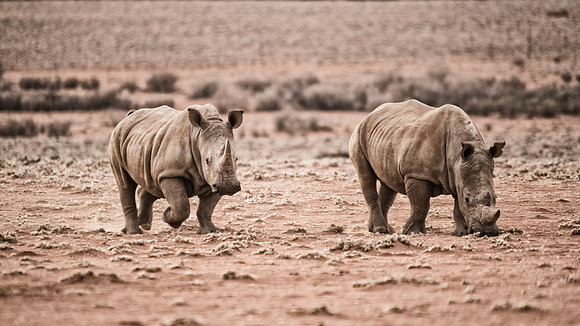 Rhinos
