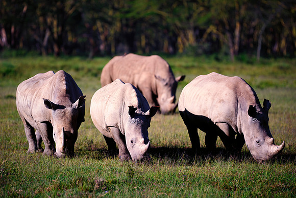 Africa, Bertazzoni, Botswana, India, Kenya, Namibia, Nikon, "South Africa", Tanzania, Zimbabwe, "black rhino", "chinese medicine", details, holiday, horn, hunting, poaching, safari, structure, zoo, po
