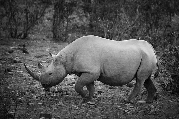 Africa, Bertazzoni, Botswana, India, Kenya, Namibia, Nikon, "South Africa", Tanzania, Zimbabwe, "black & white", "black rhino", "chinese medicine", details, holiday, horn, hunting, muscles, poaching,