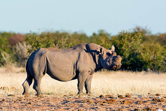 Africa, Bertazzoni, Botswana, India, Kenya, Namibia, Nikon, "South Africa", Tanzania, Zimbabwe, "black & white", "black rhino", "chinese medicine", details, holiday, horn, hunting, muscles, poaching,