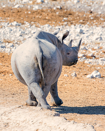 Africa, Bertazzoni, Botswana, India, Kenya, Namibia, Nikon, "South Africa", Tanzania, Zimbabwe, "black & white", "black rhino", "chinese medicine", details, holiday, horn, hunting, muscles, poaching,