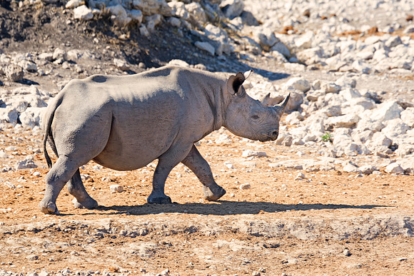 Africa, Bertazzoni, Botswana, India, Kenya, Namibia, Nikon, "South Africa", Tanzania, Zimbabwe, "black & white", "black rhino", "chinese medicine", details, holiday, horn, hunting, muscles, poaching,