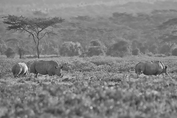 Africa, Bertazzoni, Botswana, India, Kenya, Namibia, Nikon, "South Africa", Tanzania, Zimbabwe, "black rhino", "chinese medicine", details, holiday, horn, hunting, poaching, safari, structure, zoo, po
