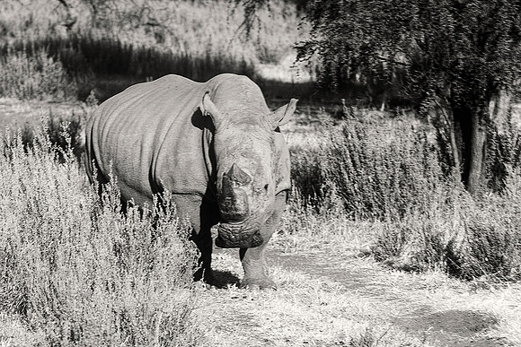 "white rhino", rhino, "black & white", Africa, artistic, safari, India, bertazzoni, horns, poaching, charge, Namibia, Zimbabwe, "South Africa", Botswana, zoo, savanna