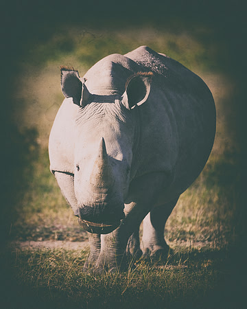 Africa, Bertazzoni, Botswana, India, Kenya, Namibia, Nikon, "South Africa", Tanzania, Zimbabwe, "black & white", "black rhino", "chinese medicine", details, holiday, horn, hunting, muscles, poaching,