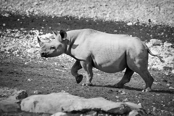 Africa, Bertazzoni, Botswana, India, Kenya, Namibia, Nikon, "South Africa", Tanzania, Zimbabwe, "black & white", "black rhino", "chinese medicine", details, holiday, horn, hunting, muscles, poaching,