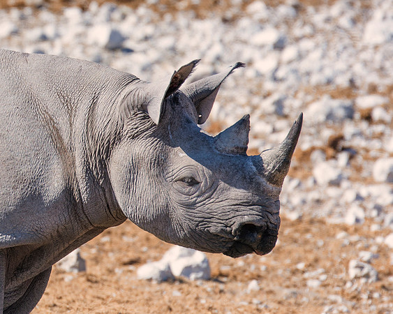 Africa, Bertazzoni, Botswana, India, Kenya, Namibia, Nikon, "South Africa", Tanzania, Zimbabwe, "black & white", "black rhino", "chinese medicine", details, holiday, horn, hunting, muscles, poaching,