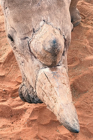 White Rhino