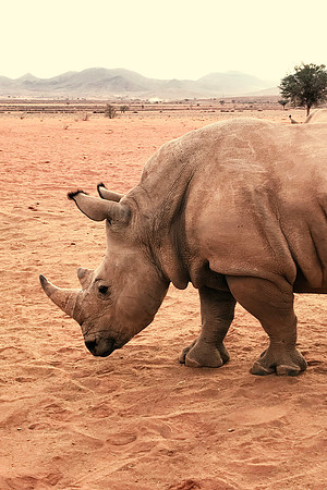 White Rhino