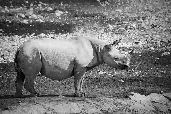 Africa, Bertazzoni, Botswana, India, Kenya, Namibia, Nikon, "South Africa", Tanzania, Zimbabwe, "black & white", "black rhino", "chinese medicine", details, holiday, horn, hunting, muscles, poaching,