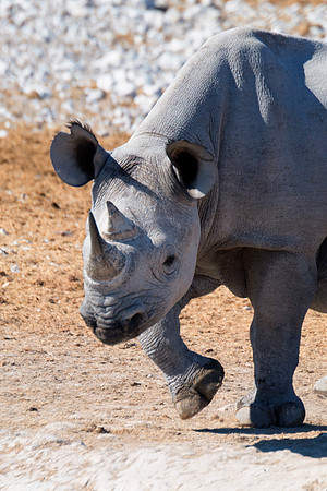 Africa, Bertazzoni, Botswana, India, Kenya, Namibia, Nikon, "South Africa", Tanzania, Zimbabwe, "black & white", "black rhino", "chinese medicine", details, holiday, horn, hunting, muscles, poaching,