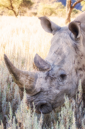 Africa,"South Africa", Botswana, Kenya, Namibia, Tanzania, Zambia, Zimbabwe, bertazzoni, charge, charging, endangered, horns, poaching, prairie, safari, safari, savanna, species, tourism, vacations, w