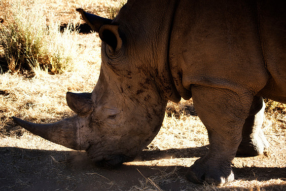 " white Rhino", poaching, Africa, horns, charge, " endangered species", Namibia, " South Africa", Zimbabwe, Botswana, Zambia, Kenya, Tanzania, savanna, safari, prairie, charging, safari, vacations, to