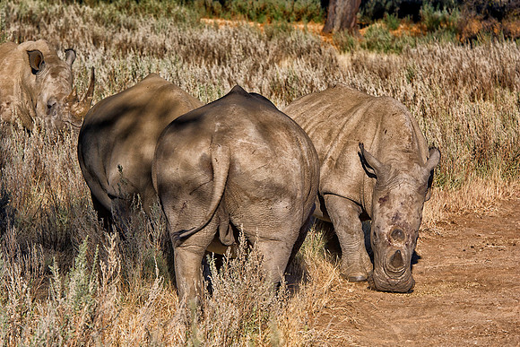 " white Rhino", poaching, Africa, horns, charge, " endangered species", Namibia, " South Africa", Zimbabwe, Botswana, Zambia, Kenya, Tanzania, savanna, safari, prairie, charging, safari, vacations, to