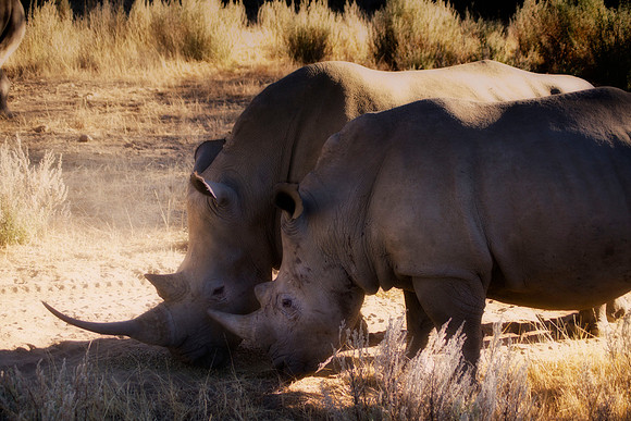 " white Rhino", poaching, Africa, horns, charge, " endangered species", Namibia, " South Africa", Zimbabwe, Botswana, Zambia, Kenya, Tanzania, savanna, safari, prairie, charging, safari, vacations, to