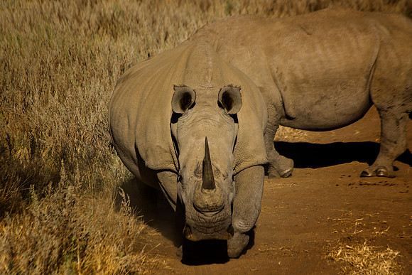 " white Rhino", poaching, Africa, horns, charge, " endangered species", Namibia, " South Africa", Zimbabwe, Botswana, Zambia, Kenya, Tanzania, savanna, safari, prairie, charging, safari, vacations, to