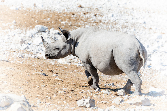 Africa, Bertazzoni, Botswana, India, Kenya, Namibia, Nikon, "South Africa", Tanzania, Zimbabwe, "black & white", "black rhino", "chinese medicine", details, holiday, horn, hunting, muscles, poaching,