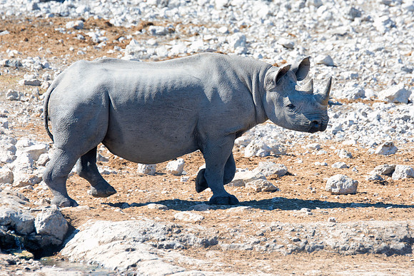 Africa, Bertazzoni, Botswana, India, Kenya, Namibia, Nikon, "South Africa", Tanzania, Zimbabwe, "black & white", "black rhino", "chinese medicine", details, holiday, horn, hunting, muscles, poaching,