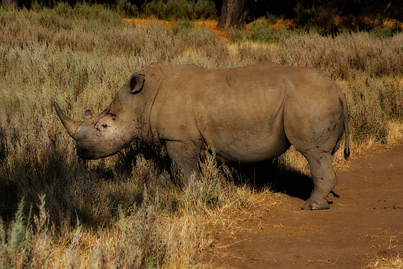 " white Rhino", poaching, Africa, horns, charge, " endangered species", Namibia, " South Africa", Zimbabwe, Botswana, Zambia, Kenya, Tanzania, savanna, safari, prairie, charging, safari, vacations, to