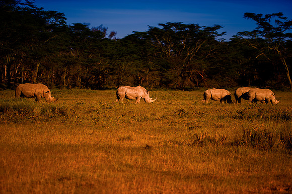 Africa, Bertazzoni, Botswana, India, Kenya, Namibia, Nikon, "South Africa", Tanzania, Zimbabwe, "black rhino", "chinese medicine", details, holiday, horn, hunting, poaching, safari, structure, zoo, po