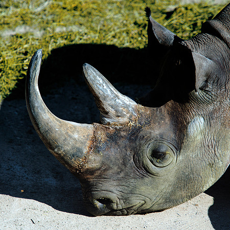 Africa, Bertazzoni, Botswana, India, Kenya, Namibia, Nikon, "South Africa", Tanzania, Zimbabwe, "black rhino", "chinese medicine", details, holiday, horn, hunting, poaching, safari, structurem, zoo
