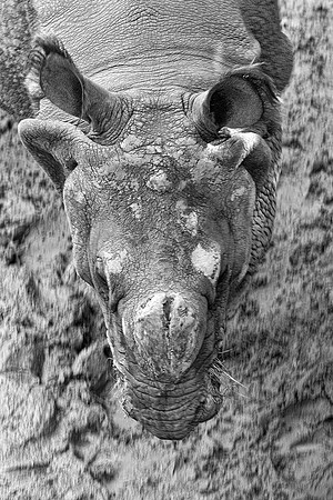 "asian rhino", rhino, horns, poaching, Asia, India, Bertazzoni, Nikon, rewsting, zoo, safari, trophy, skin, details, artistic, "black & white",
