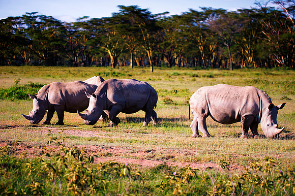 Africa, Bertazzoni, Botswana, India, Kenya, Namibia, Nikon, "South Africa", Tanzania, Zimbabwe, "black rhino", "chinese medicine", details, holiday, horn, hunting, poaching, safari, structure, zoo, po